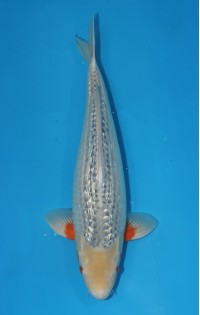 JP 520 - Gin rin asagi