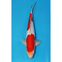 JP 615 - Doitsu kohaku