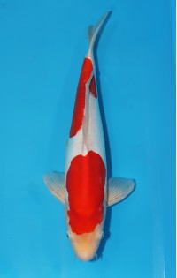 JP 615 - Doitsu kohaku