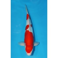 JP 454 - Doitsu kohaku