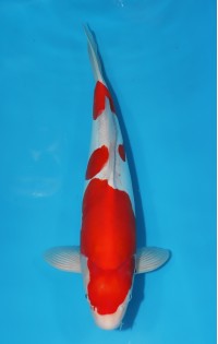 JP 454 - Doitsu kohaku