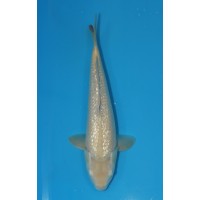 JP 584 - Gin rin karashigoi