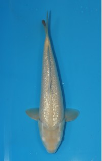 JP 584 - Gin rin karashigoi