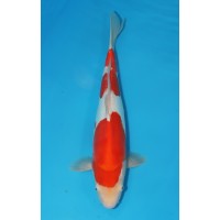 JP 620 - Doitsu kohaku