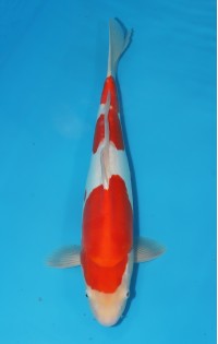 JP 620 - Doitsu kohaku