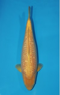 JP 630 - Gin rin golden corn