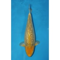 JP 655 - Gin rin golden corn