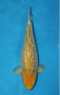 JP 655 - Gin rin golden corn