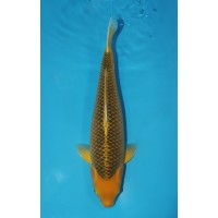 JP 629 - Golden Corn