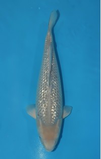 JP 412 - Gin rin soragoi