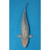 JP 485 - Gin rin soragoi