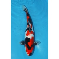 JP 452 - Doitsu showa