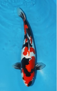 JP 452 - Doitsu showa