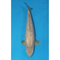 JP 413 - Gin rin chagoi