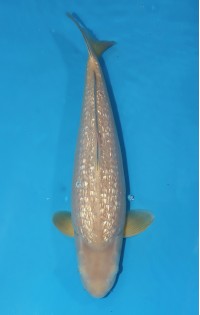 JP 413 - Gin rin chagoi