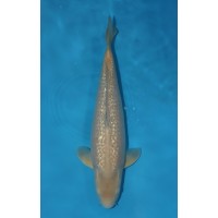 JP 411 - Gin rin chagoi