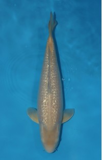 JP 411 - Gin rin chagoi