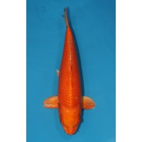 JP 581 - Orenji ogon