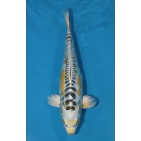 JP 746 - Doitsu lemon kujaku