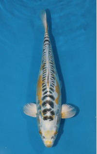 JP 746 - Doitsu lemon kujaku