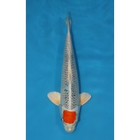 JP 756 - Tancho kujaku