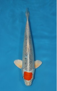 JP 756 - Tancho kujaku