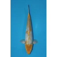 JP 755 - Gin rin golden corn