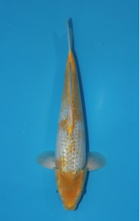 JP 755 - Gin rin golden corn