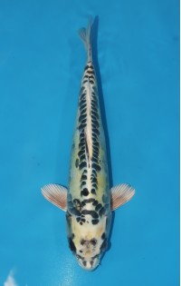 JP 662 - Kin kikokuryu