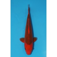 JP 656 - Aka matsuba