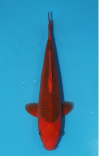 JP 656 - Aka matsuba