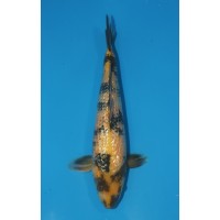 JP 657 - Gin rin ki utsuri