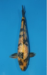 JP 657 - Gin rin ki utsuri