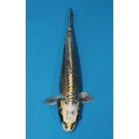 JP 661 - Kin kikokuryu