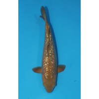 JP 658 - Gin rin chagoi