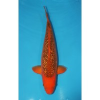 JP 751 - Gin rin aka matsuba