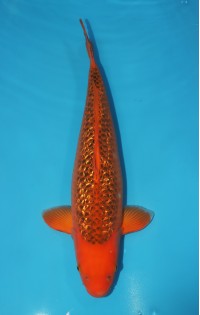 JP 751 - Gin rin aka matsuba