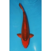 JP 749 - Aka matsuba