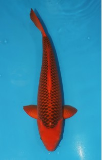 JP 749 - Aka matsuba