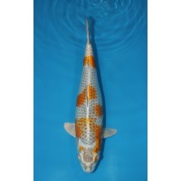 JP 761 - Kogane ochiba