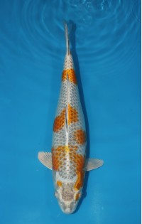 JP 761 - Kogane ochiba