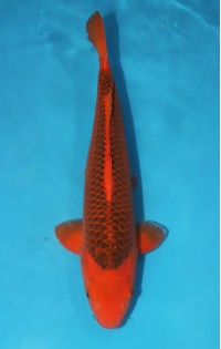 JP 747 - Aka matsuba