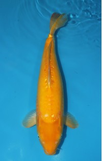 JP 753 - D gin rin karashi