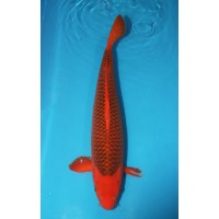 JP 754 - Aka matsuba