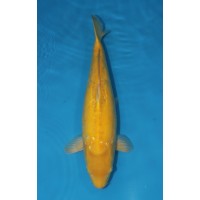 JP 750 - D gin rin karashi