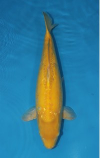 JP 750 - D gin rin karashi