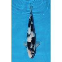 JP 702 - Shiro utsuri