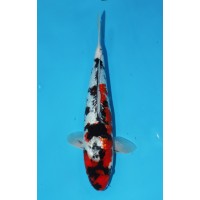 JP 700 - Gin rin showa