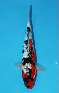 JP 700 - Gin rin showa