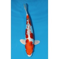 JP 701 - D gin rin yamato